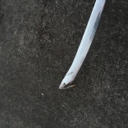 辰巳南導流堤でマゴチ