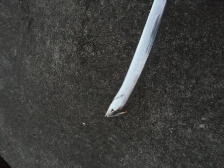 辰巳南導流堤でマゴチ