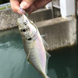 出勤前に五目！