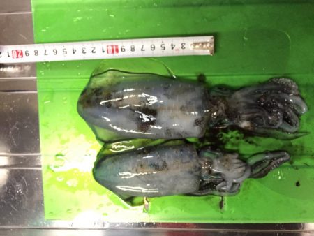 宇龍港付近にてカサゴ