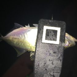 連休のアジング