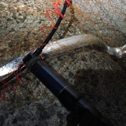 ジギングからのアジング