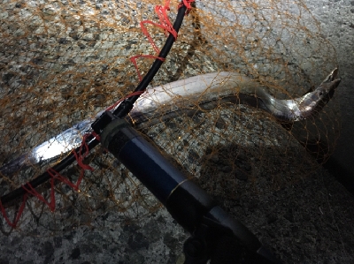 ジギングからのアジング