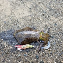 今年初アオリちゃん!