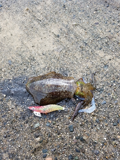 今年初アオリちゃん!