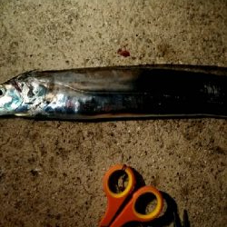 人は多いが釣果は。。。