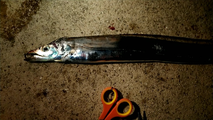 人は多いが釣果は。。。