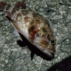 太刀魚釣り　～クエがヒット！～