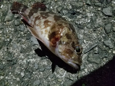 太刀魚釣り　～クエがヒット！～