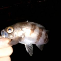 やっとイカ釣れた❗