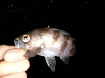 やっとイカ釣れた❗