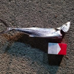 サゴシゲット～♪