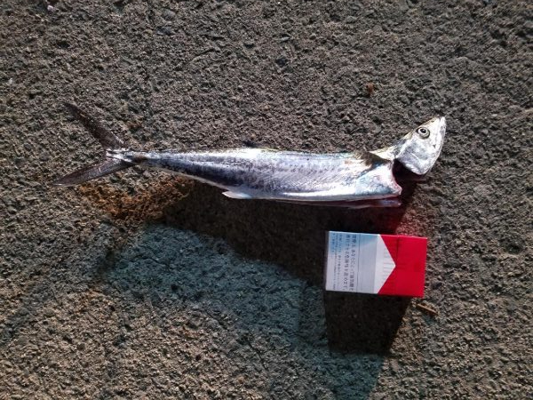 サゴシゲット～♪