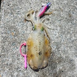 数おおすぎーーーー！