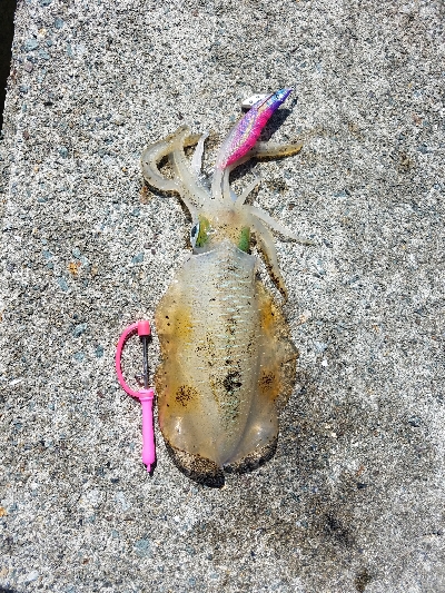 数おおすぎーーーー！