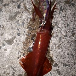 アジングのちエギング