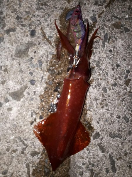 アジングのちエギング