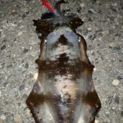 風やんだタイミングで連発