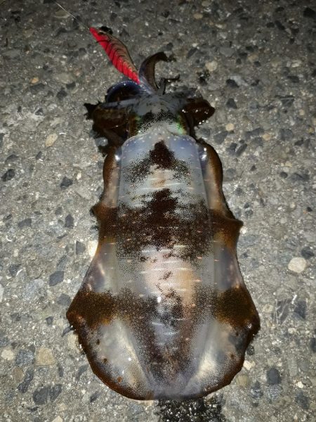 風やんだタイミングで連発