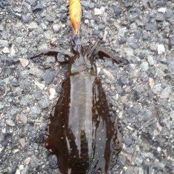 大潮イカいっぱい