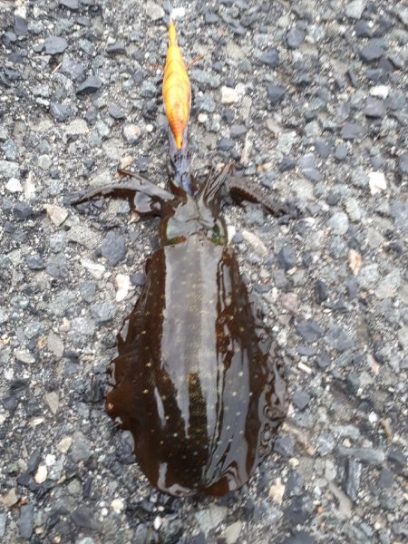 大潮イカいっぱい