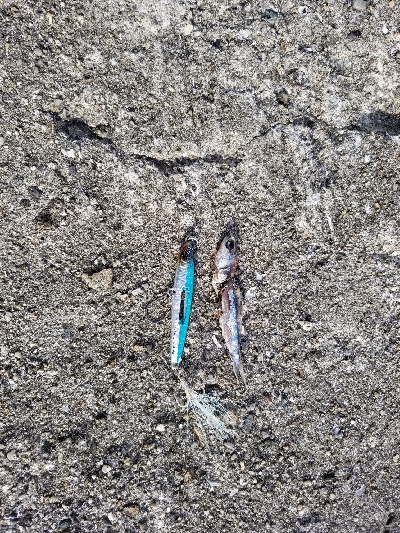 メタルジャッカー