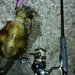 夕食のアオリイカ