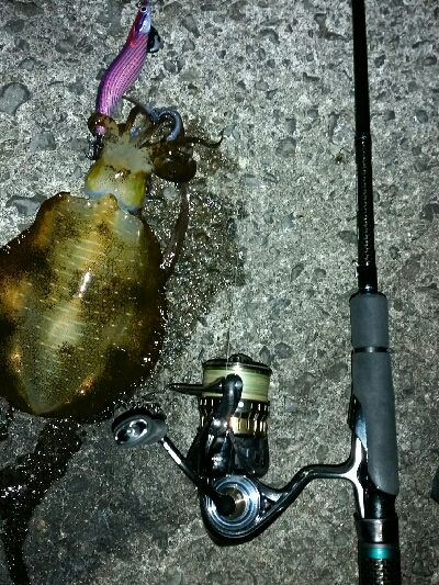 夕食のアオリイカ