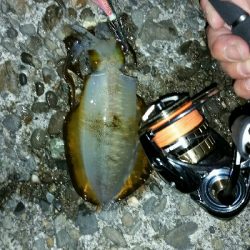 シャローエリアで