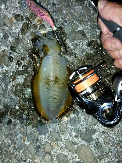 シャローエリアで