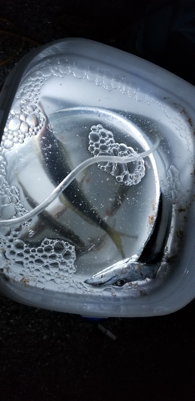 太刀魚ときどき鯵