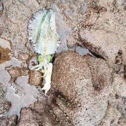 秋イカが遊んでくれました。