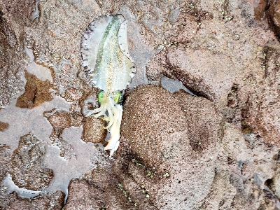 秋イカが遊んでくれました。