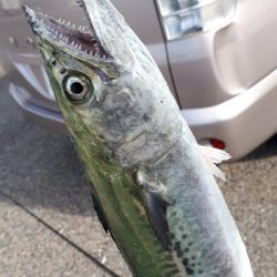 シーバスもサゴッシーも！