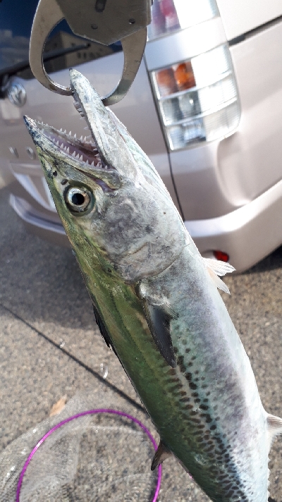 シーバスもサゴッシーも！