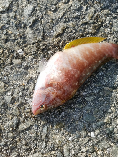 小アジ釣り　～アジ、成長してる♪～