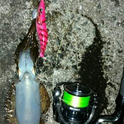 朝マズメ　アオリイカ