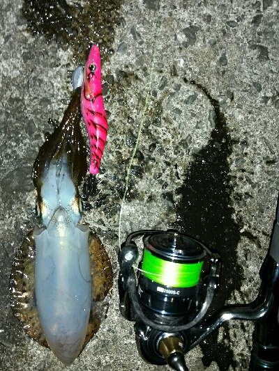 朝マズメ　アオリイカ