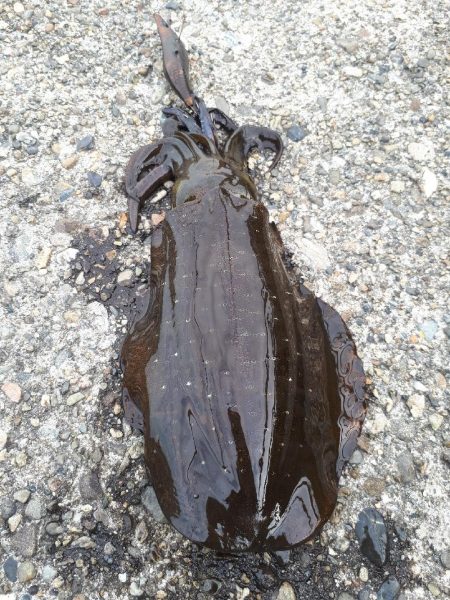 人の方が多いけど快釣