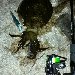 サイズアップ❕ アオリイカ