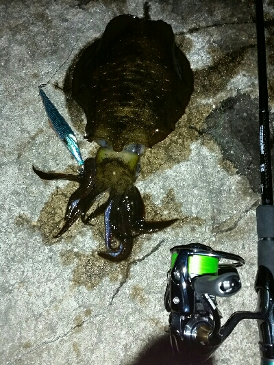 サイズアップ❕ アオリイカ