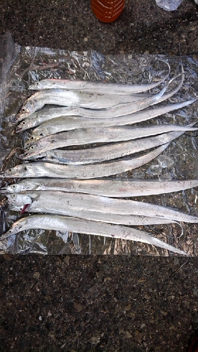 初岸和田一文字