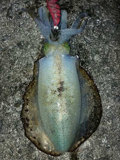 多少の濁りはほしいです。