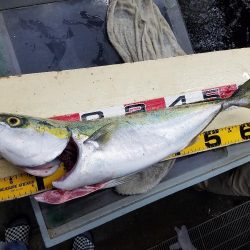 メジロ、サゴシ　ゲット♪