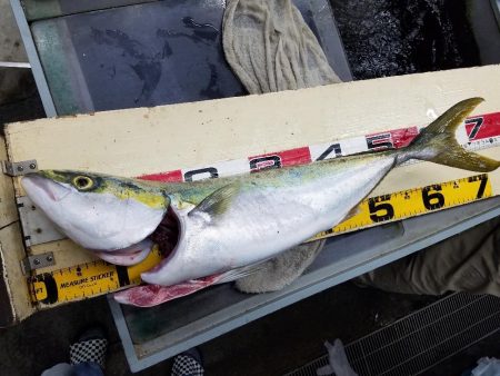 メジロ、サゴシ　ゲット♪