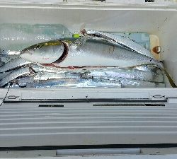 やっぱ秋は良いですね