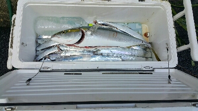 やっぱ秋は良いですね