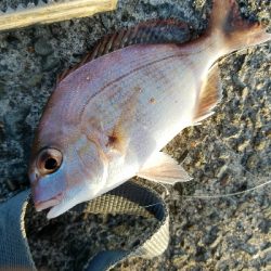 キス釣り ~ちょい投げ仕掛けにアジ~