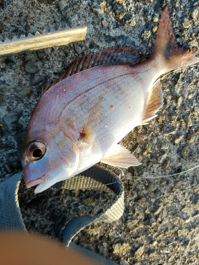 キス釣り ~ちょい投げ仕掛けにアジ~