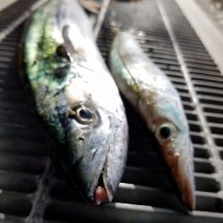 50センチ超の魚ゲット！